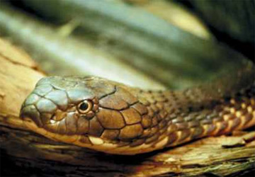 Un avion atterrit d'urgence après qu'un passager a été mordu par un serpent