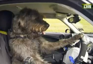 Vidéo - Chaud devant, chien au volant!